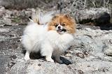 SPITZ ALLEMAND 308